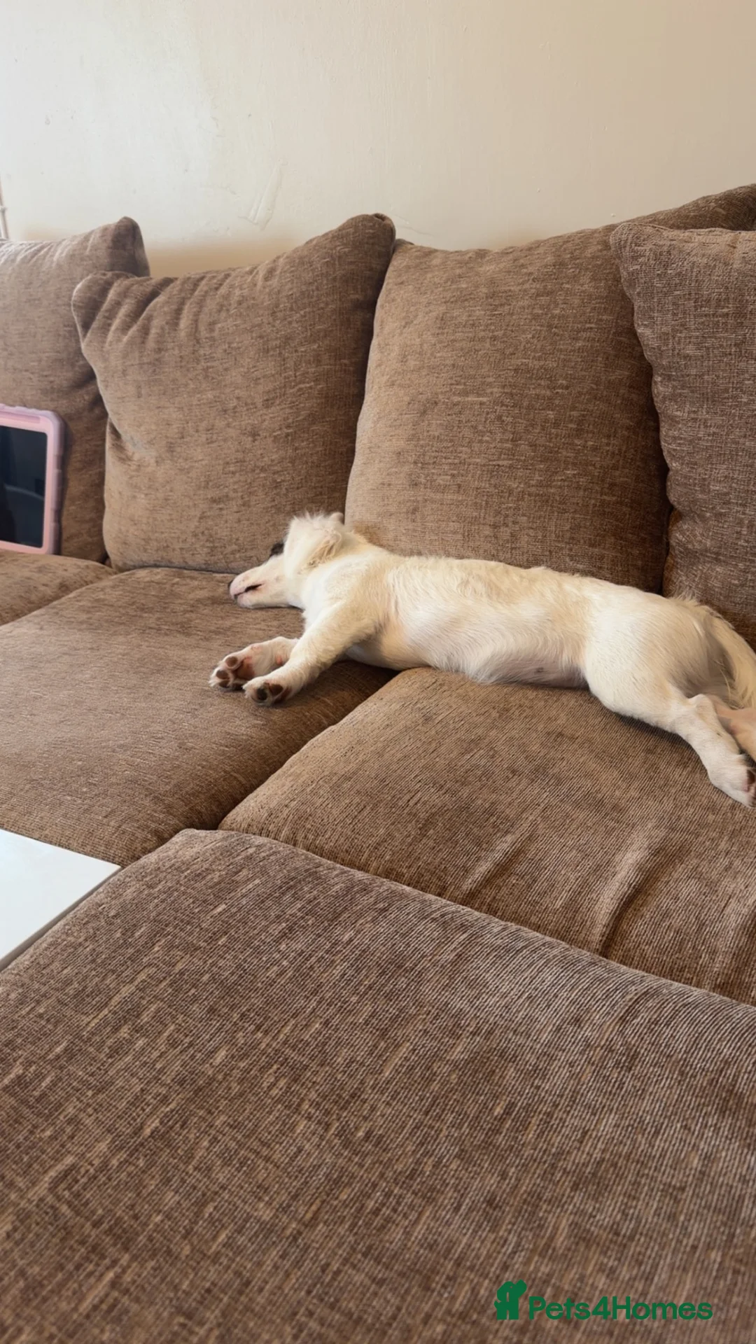 Jackshund dogs for sale: Narla - Advert 3