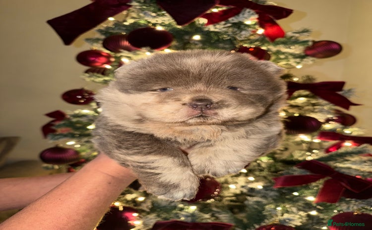 Chow Chow dogs Lilac Merle and lilac chow chow puppies for sale  - Advert 7