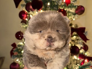 Chow Chow dogs Lilac Merle and lilac chow chow puppies for sale - Advert 4