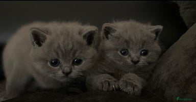 British Longhair cats - Advert 2