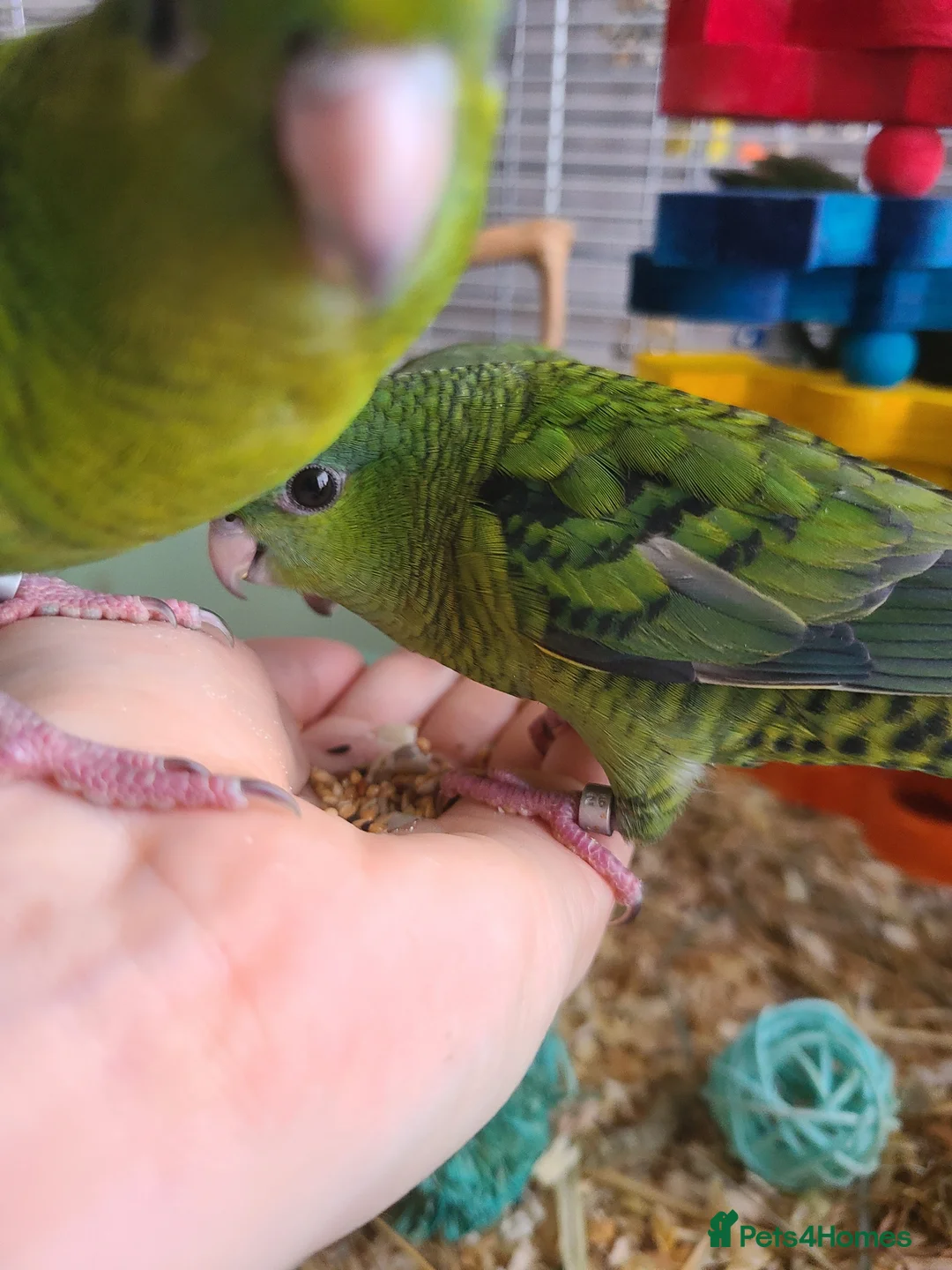 Parakeets birds for sale: Lineolated Parakeets - Advert 9