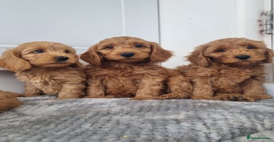 Cockapoo dogs - Advert 16