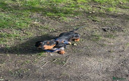 Miniature Dachshund dogs for stud: Miniature dapple boy dachshund  - Image 5