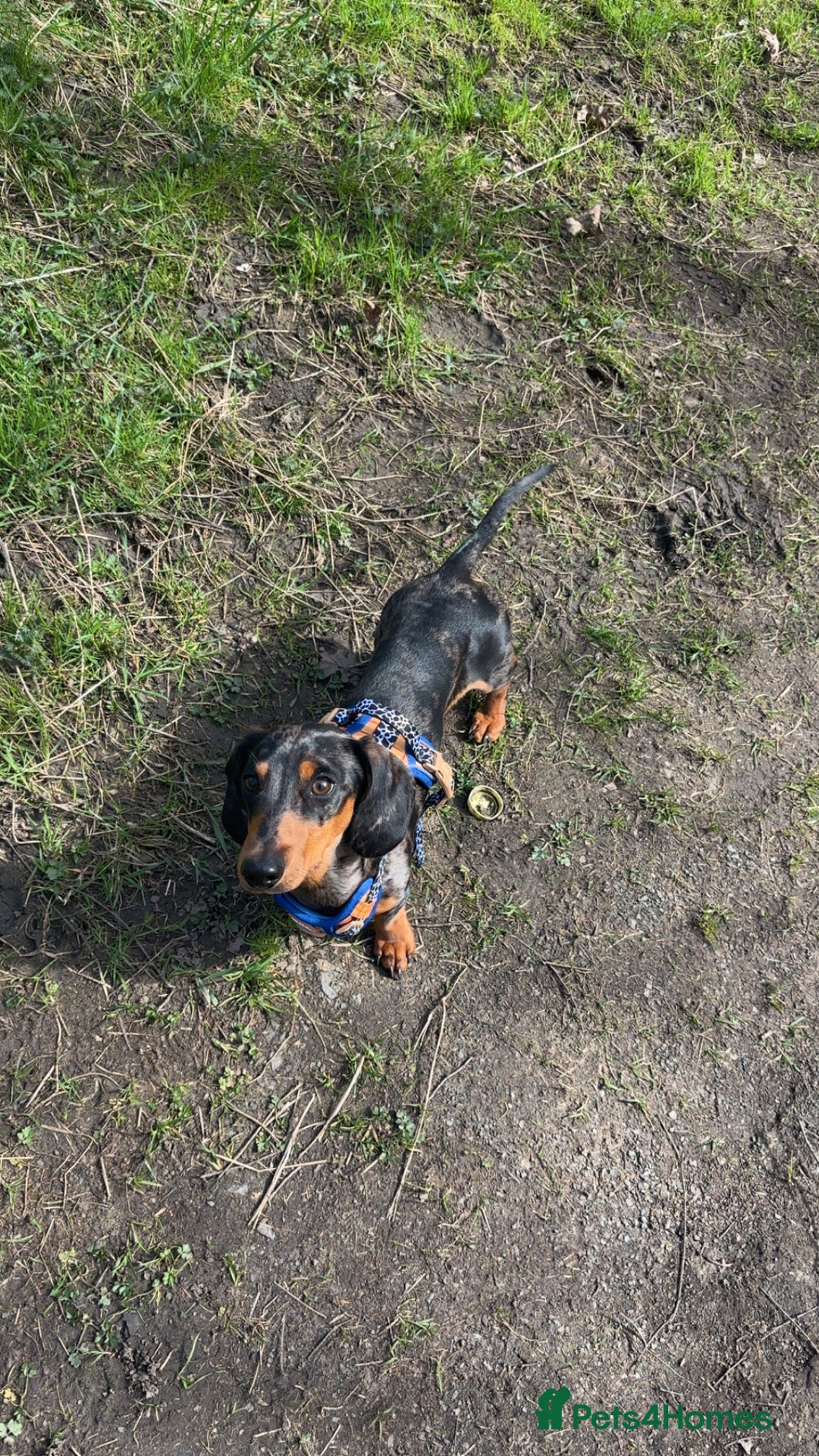 Miniature Dachshund dogs for stud: Miniature dapple boy dachshund  - Image 5