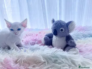 Devon Rex cats Beautiful Devon Rex kittens ❤️❤️❤️ - Advert 9
