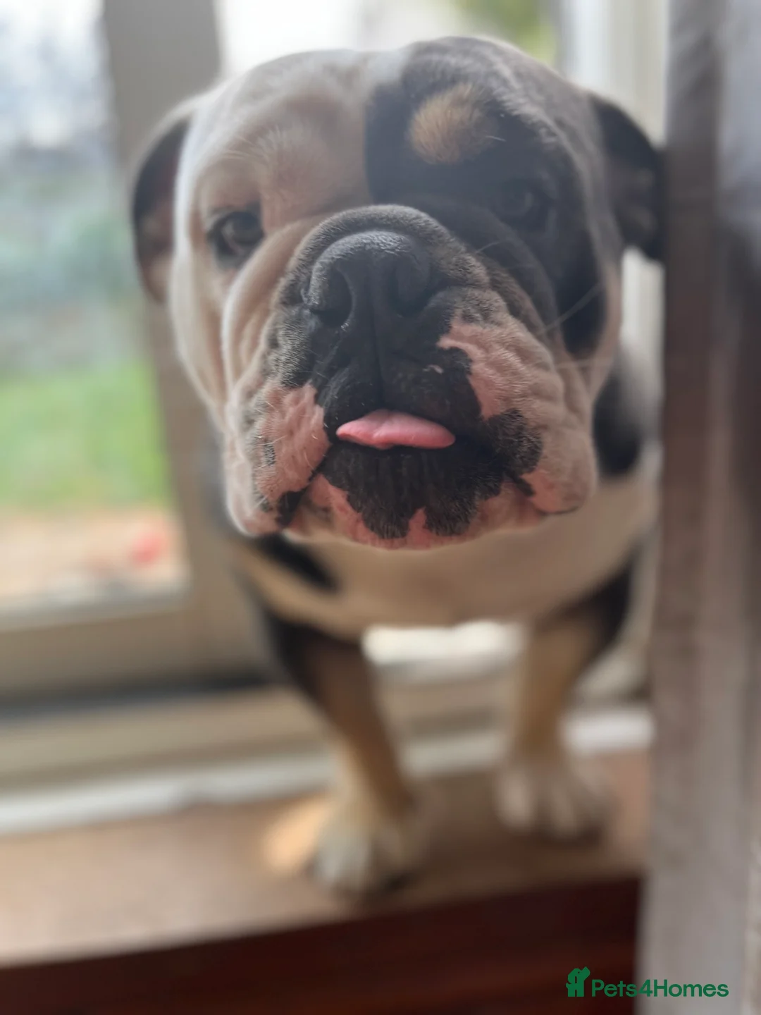 English Bulldog dogs for sale: English Bulldog looking for a loving forever home - Advert 5