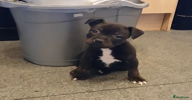 Staffordshire Bull Terrier dogs - Advert 1
