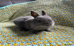 Netherland Dwarf rabbits for sale: Vaccinated Netherland Dwarf Rabbits - Image 16