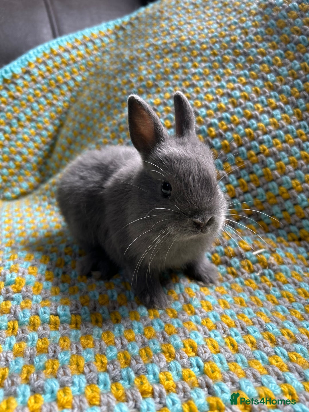 Netherland Dwarf rabbits for sale: Vaccinated Netherland Dwarf Rabbits - Image 16
