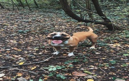 Mixed Breed dogs for sale: Bodhi - 2 Year Old AmBull X - Image 18