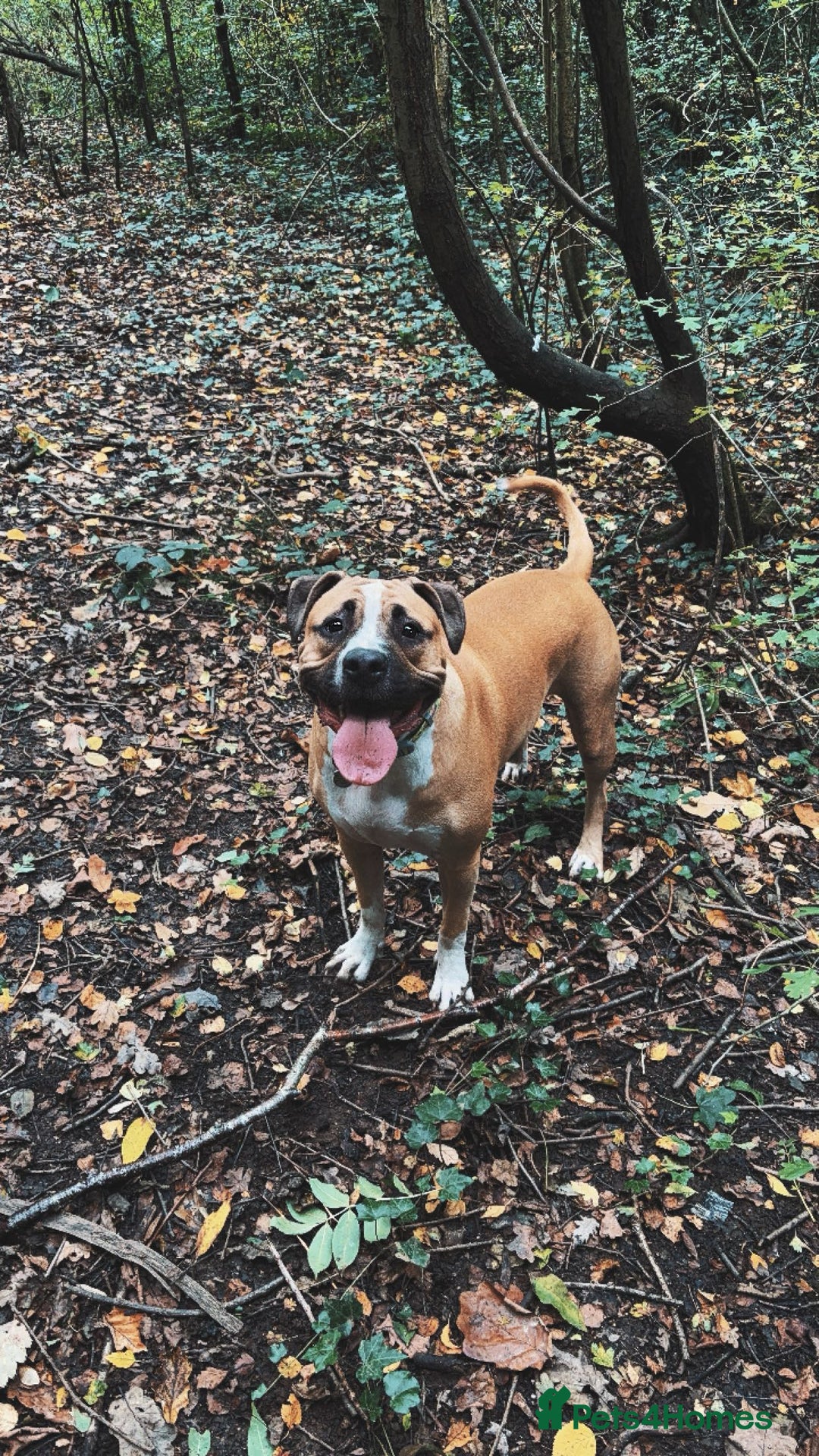 Mixed Breed dogs for sale: Bodhi - 2 Year Old AmBull X - Image 18
