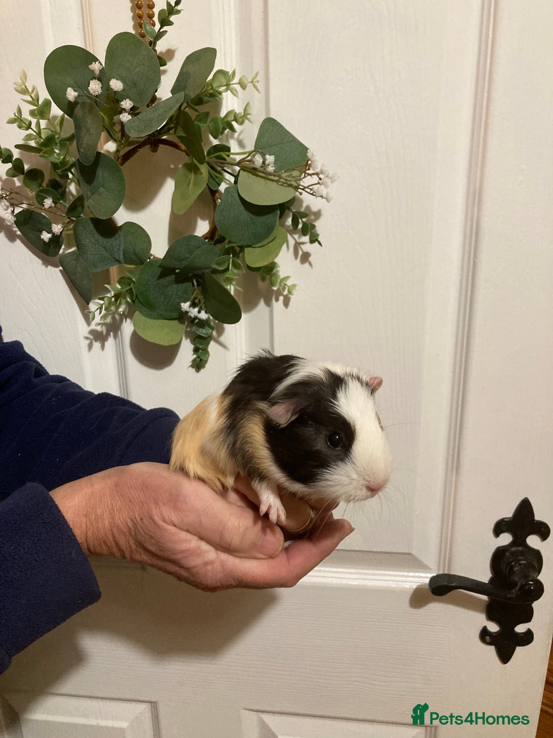 Guinea Pig rodents for sale: 5 gorgeous female Guinea pigs for sale - Advert 17