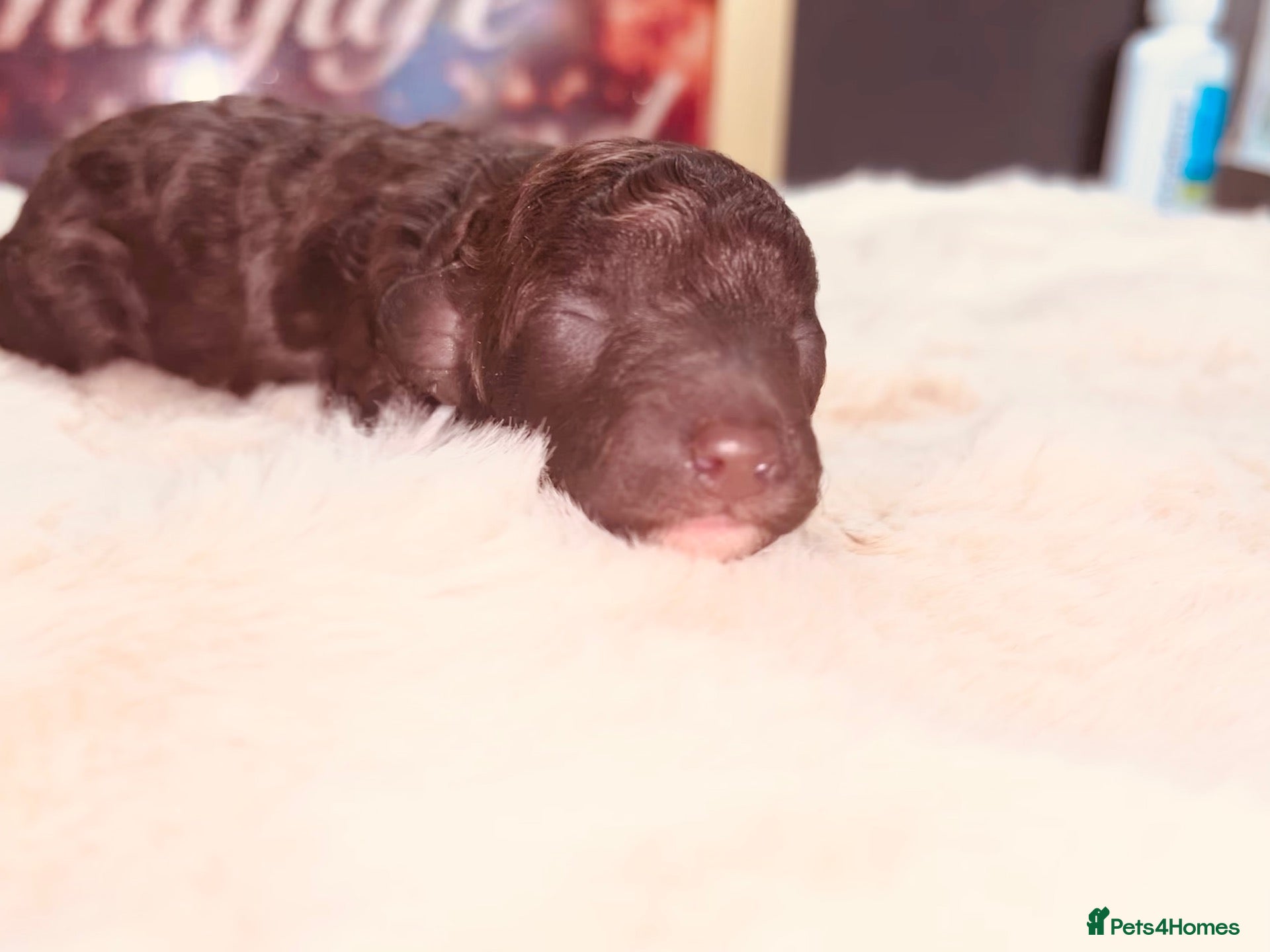 Miniature Poodle dogs 5 star Miniature poodle puppies  - Advert 1