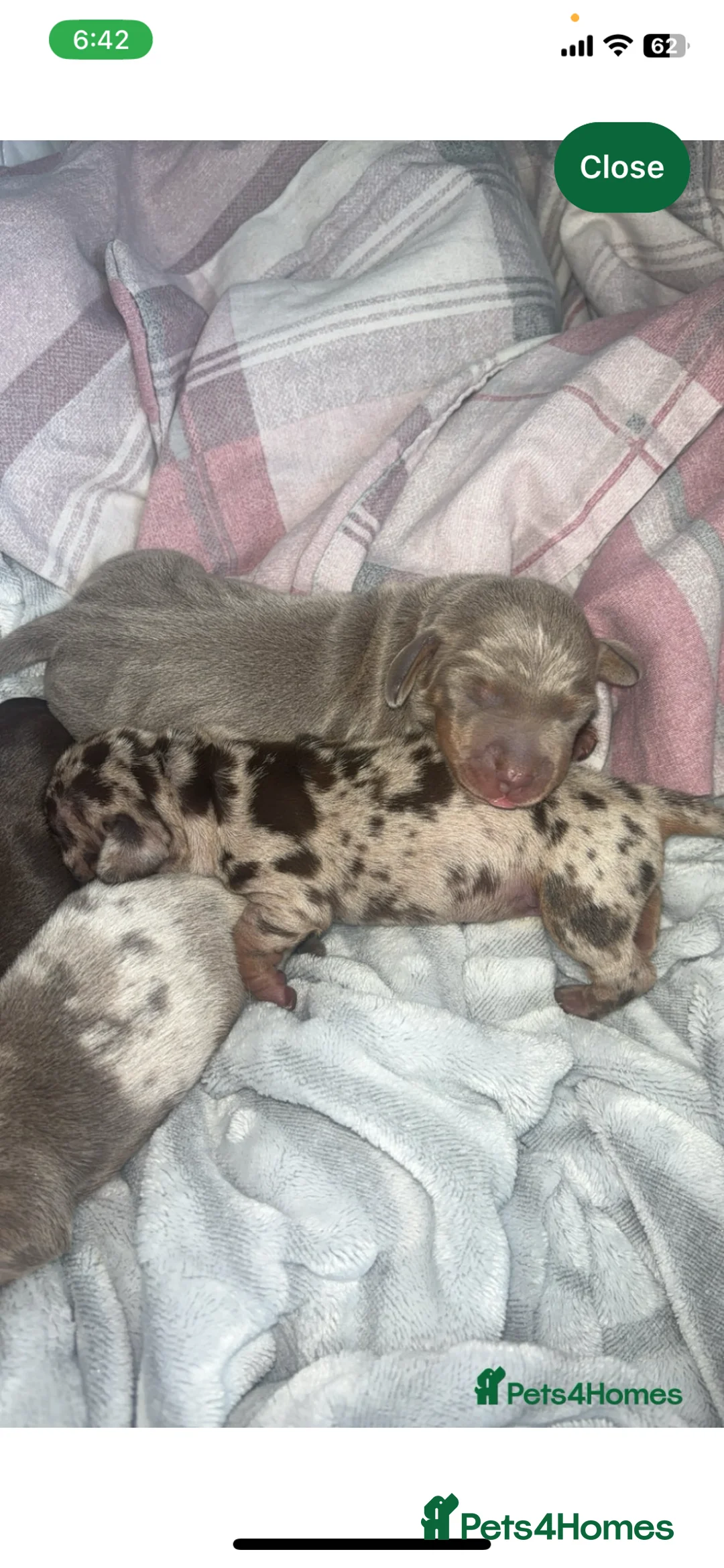 Miniature Dachshund dogs for sale: Beautiful puppies  in Coventry - Advert 1