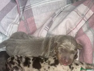 Miniature Dachshund dogs Beautiful puppies in Coventry - Advert 1