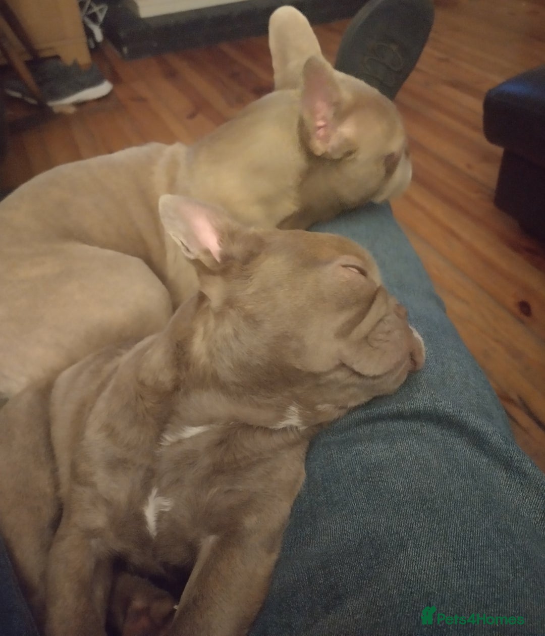 French Bulldog dogs for sale: Frenchie for sale/ Isabella  - Advert 1