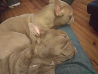 French Bulldog dogs Frenchie for sale/ Isabella - Advert 1