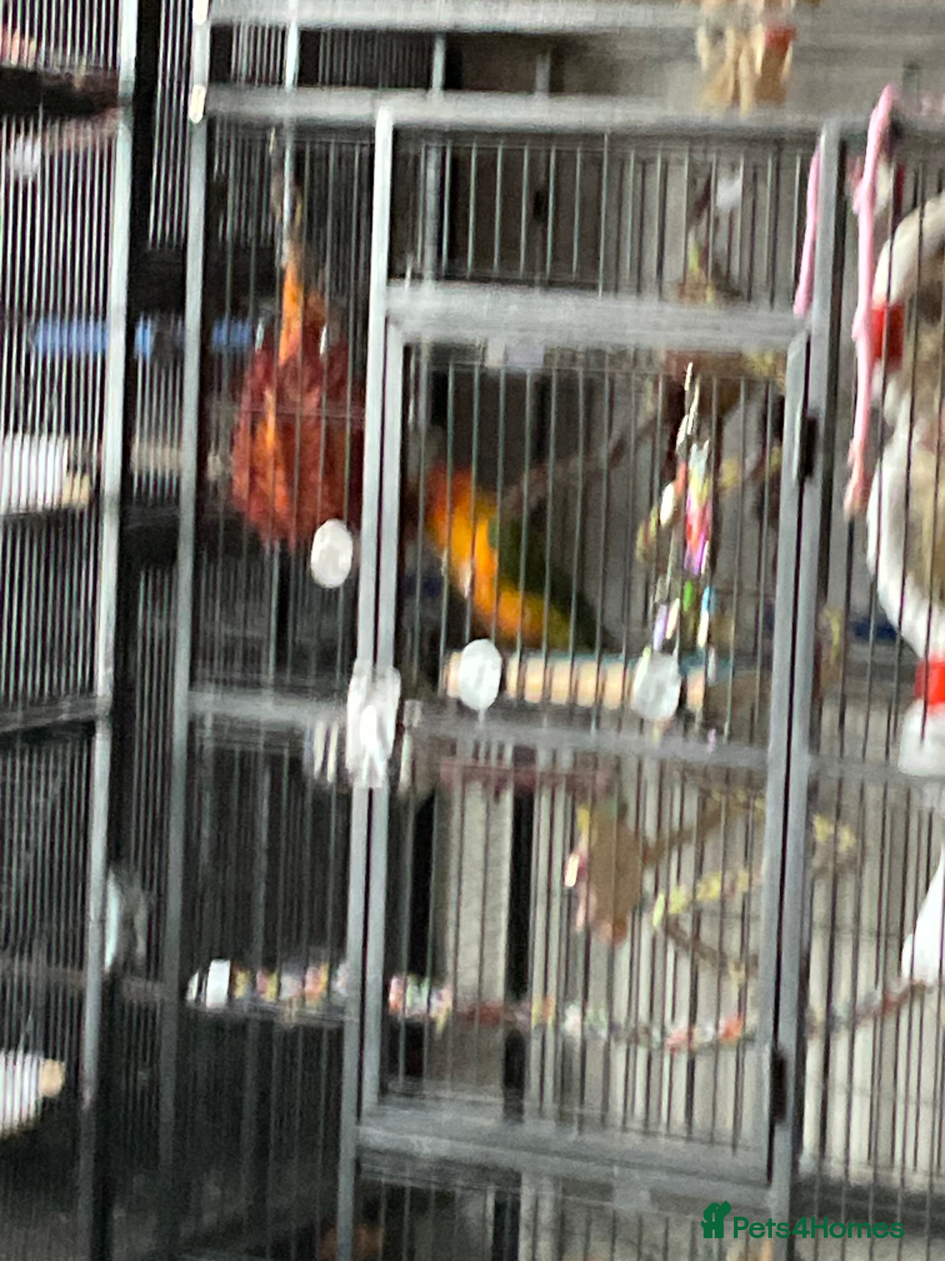 Conures birds Sun conure - Advert 7