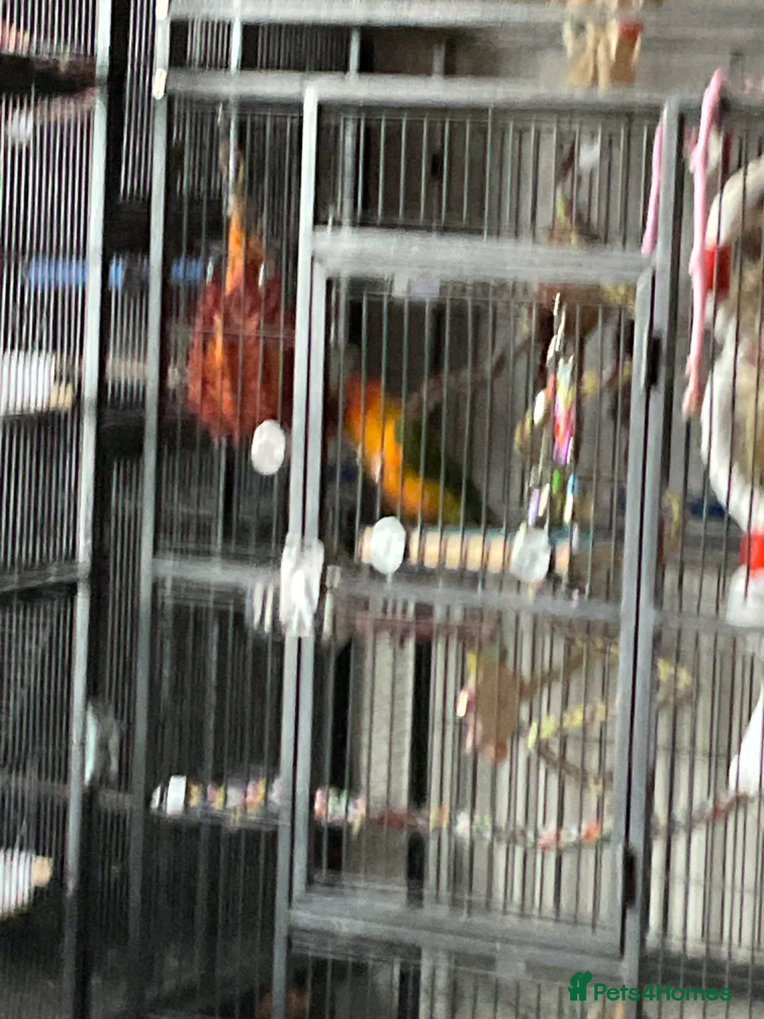 Conures birds for sale: Sun conure - Advert 1