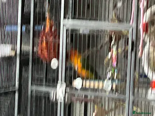 Conures birds Sun conure - Advert 5