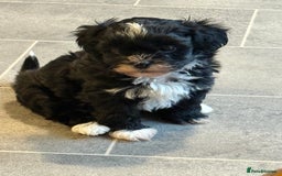 Shihpoo dogs for sale: Gorgeous Shihpoo pups for sale  - Image 3