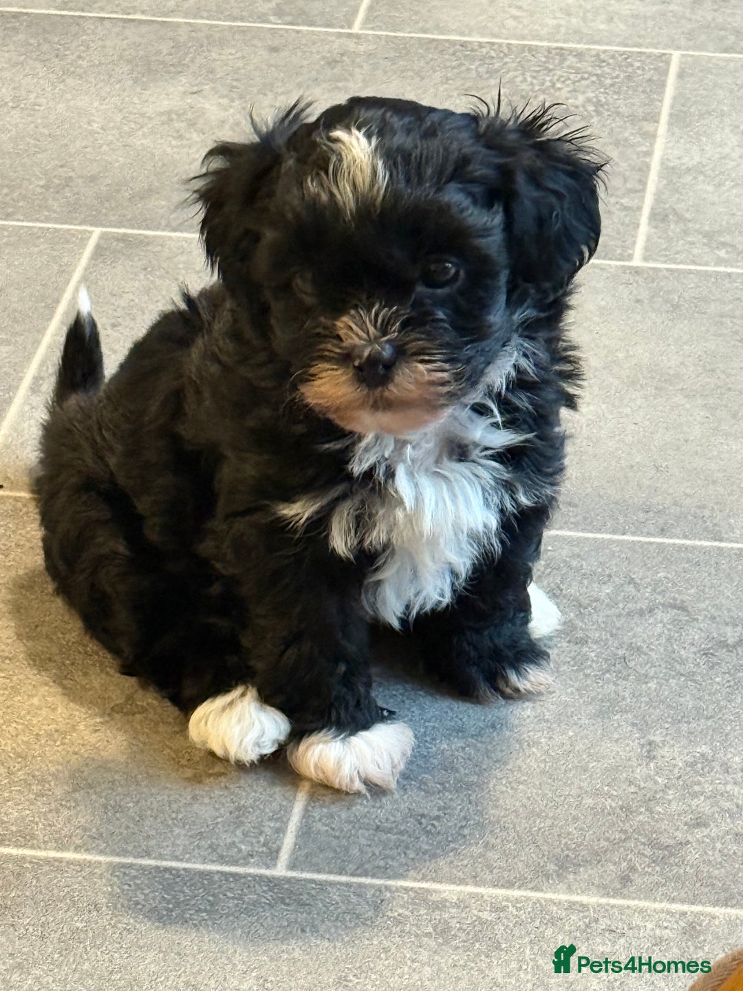 Shihpoo dogs for sale: Gorgeous Shihpoo pups for sale  - Image 3