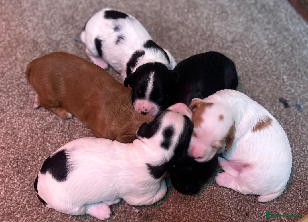 Cocker Spaniel dogs for sale: Working Cocker Spaniel puppies  - Advert 1