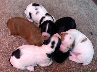 Cocker Spaniel dogs Working Cocker Spaniel puppies - Advert 2