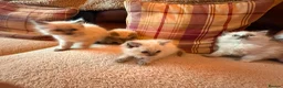 Ragdoll cats for sale: Beautiful Ragdol Kittens - Advert 3