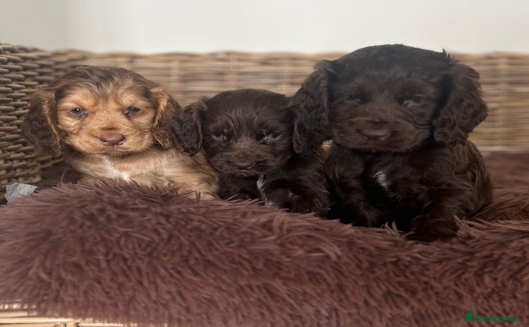 Cocker Spaniel dogs - Advert 8