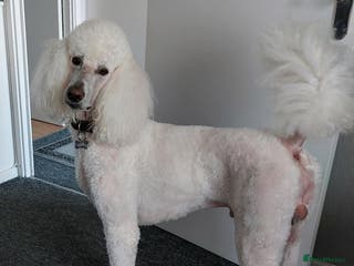 Standard Poodle dogs kc registered standard poodle for stud in Southampton - Advert 5