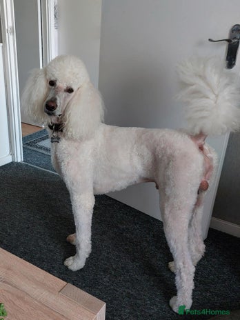 Standard Poodle dogs kc registered standard poodle for stud in Southampton - Advert 2