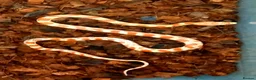 Corn Snake reptiles for sale: Corn snakes forsale 2025 corn snakes 2026 clutches - Advert 15