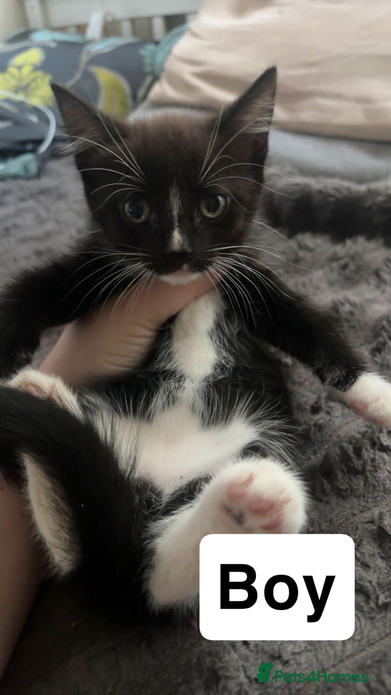 Mixed Breed cats Cats for sale  - Advert 1