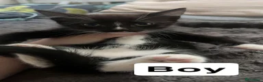 Mixed Breed 2