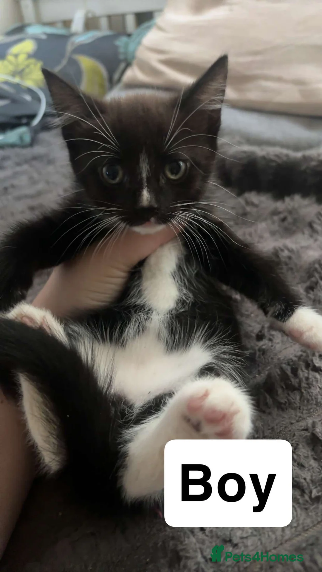 Mixed Breed cats for sale: Cats for sale  - Advert 1