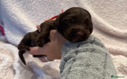 Cockapoo dogs for sale: F1 health clear stunning cockapoos - Image 20