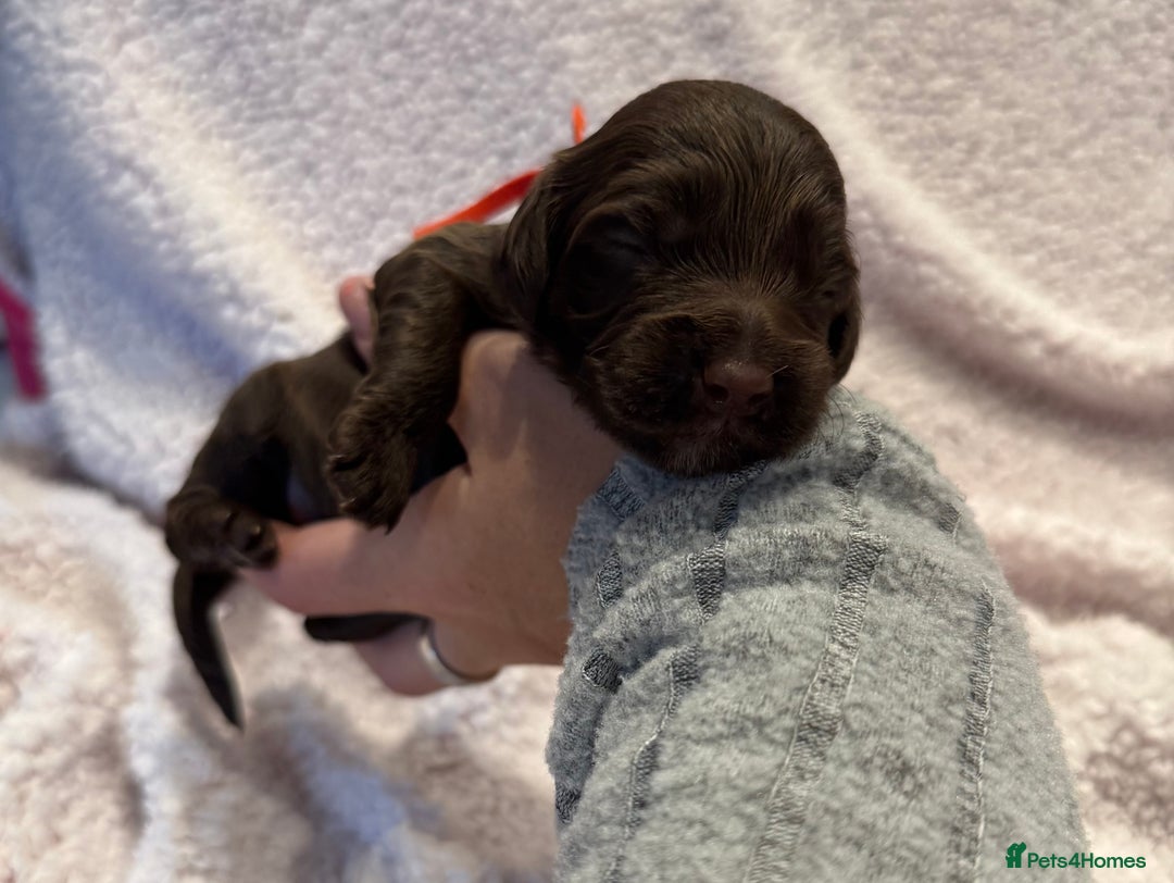 Cockapoo dogs for sale: F1 health clear stunning cockapoos - Image 20