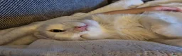 Turkish Angora cats for sale: Angora x Maine Coon mix - Advert 4