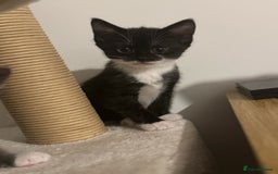 British Shorthair cats for sale: 🤩🤩 ready to go 🤩🤩 - Image 1