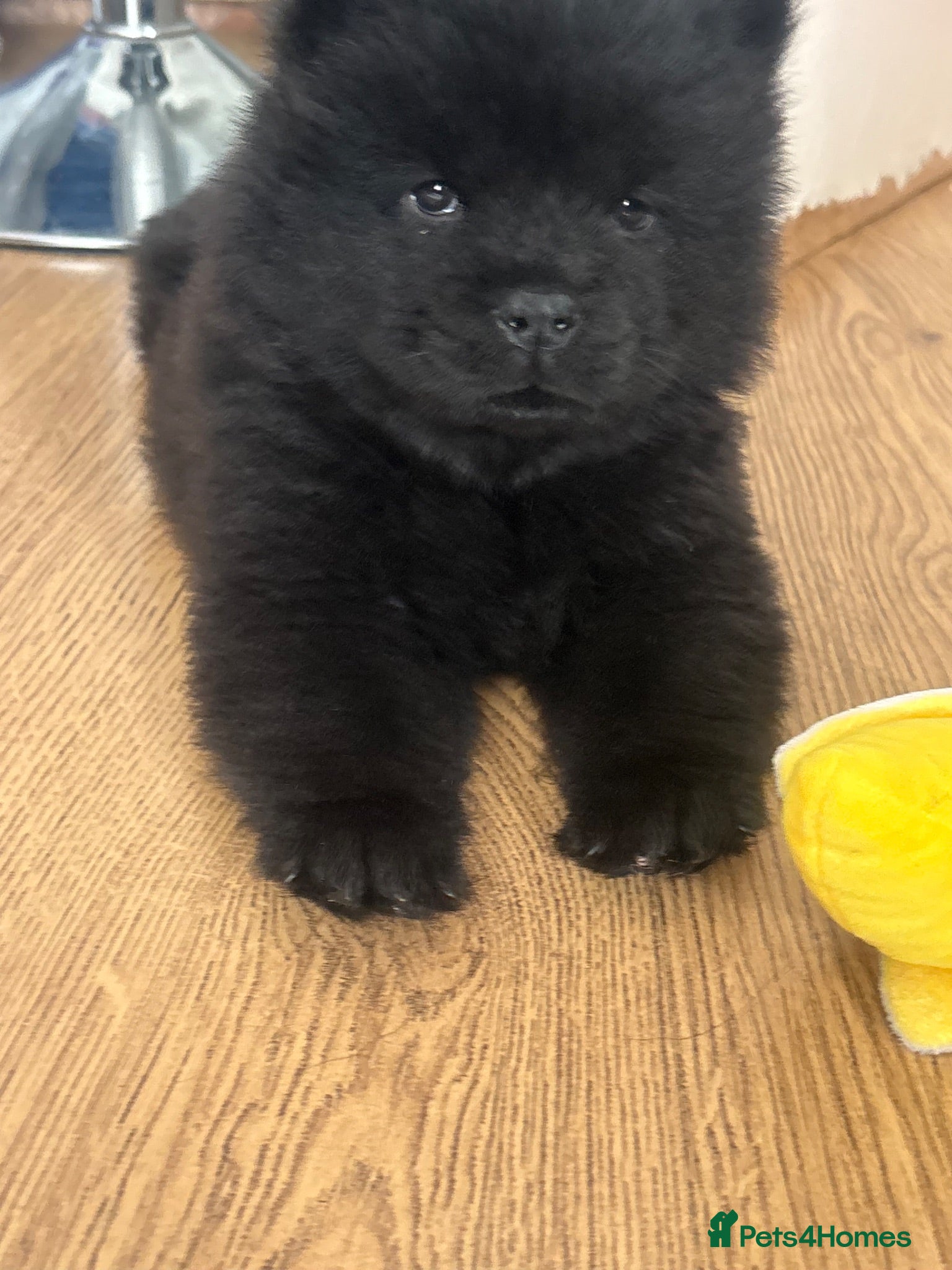 Chow Chow dogs READY now 🩷🩷💙🩷🩷 - Advert 8