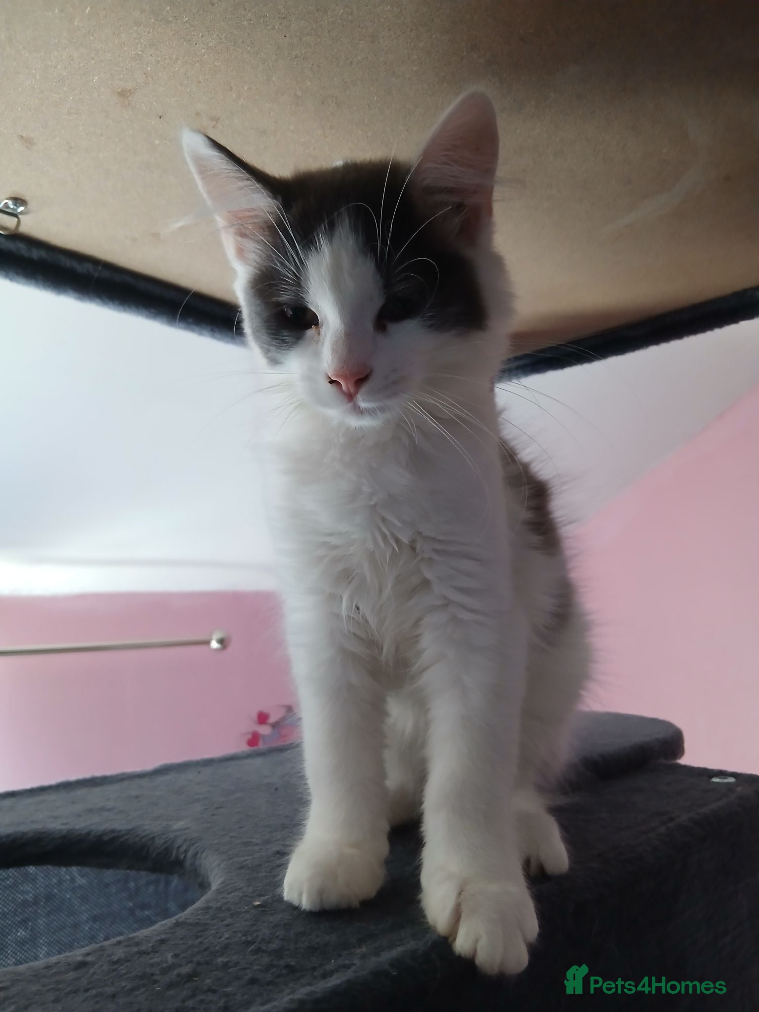 British Longhair cats READY NOW!!!! Stunning kittens - Advert 2