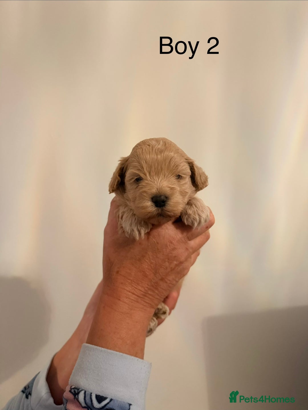 Maltipoo dogs for sale: Maltipoo puppies  - Advert 3