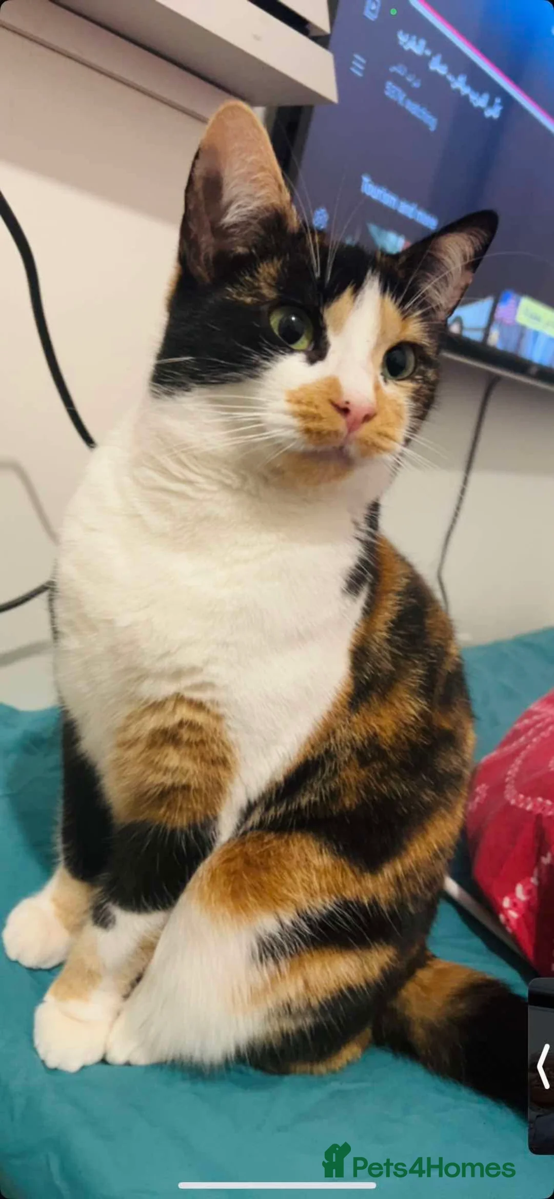 British Shorthair cats for sale: Beautiful Calico Cat Looking for a Loving Home in Birmingham - Advert 1