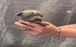 Staffordshire Bull Terrier dogs for sale: Blue Staffordshire bull terrier  - Image 7