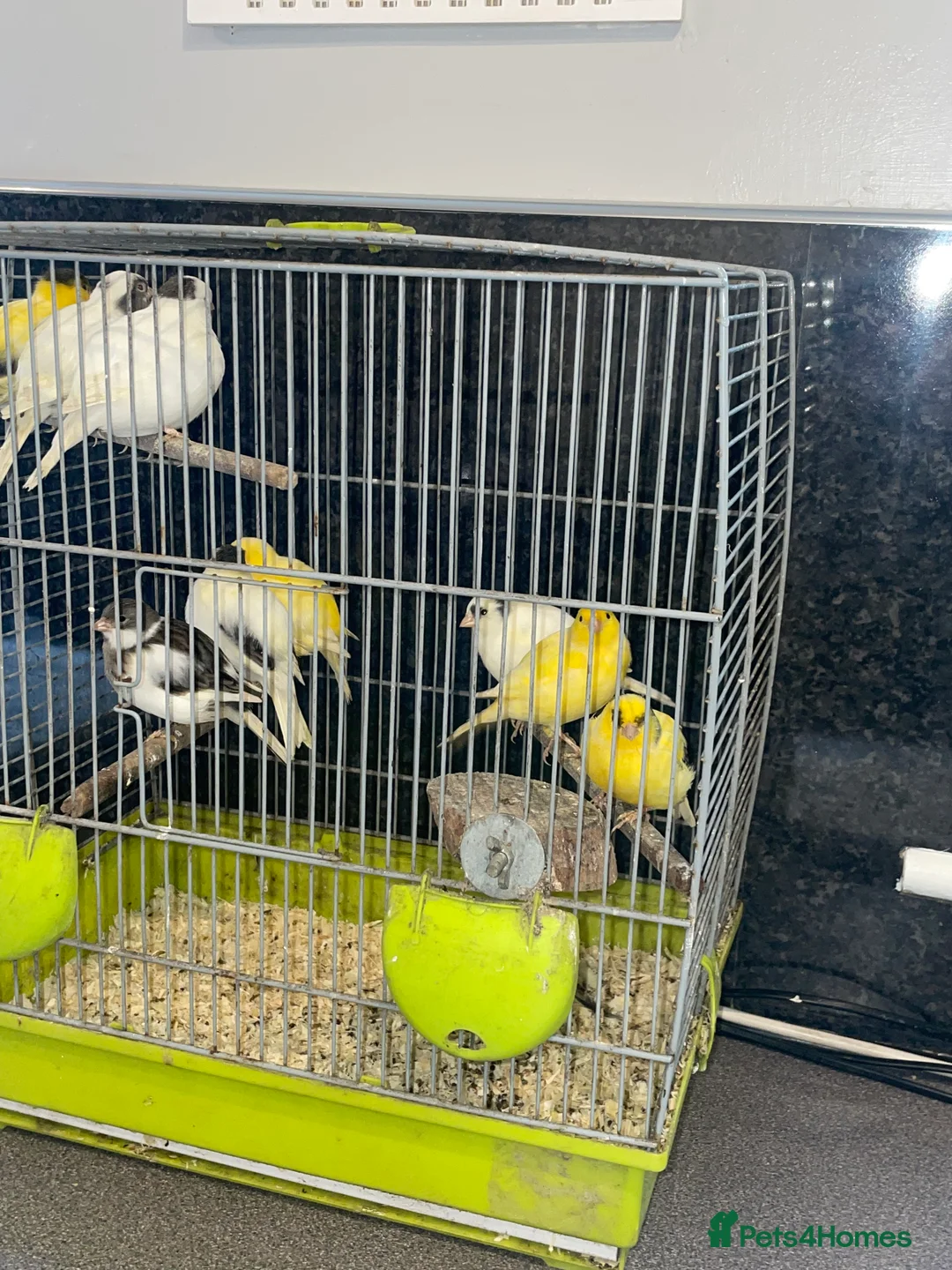 Canaries birds for sale: Young Fife Caneries - Advert 4