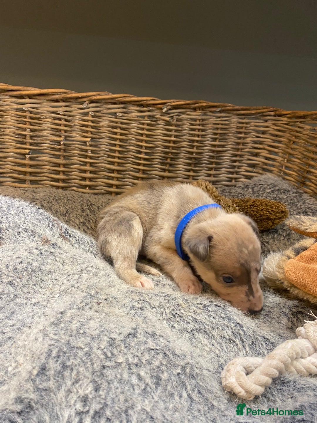 Mixed Breed dogs for sale: Beautiful merle whippet x collie puppies  - Advert 17