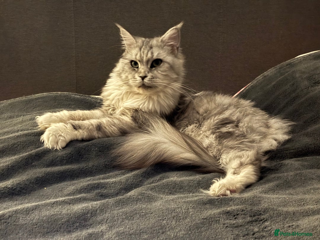 Maine Coon cats for sale: Attention Please ‼️ - Advert 17