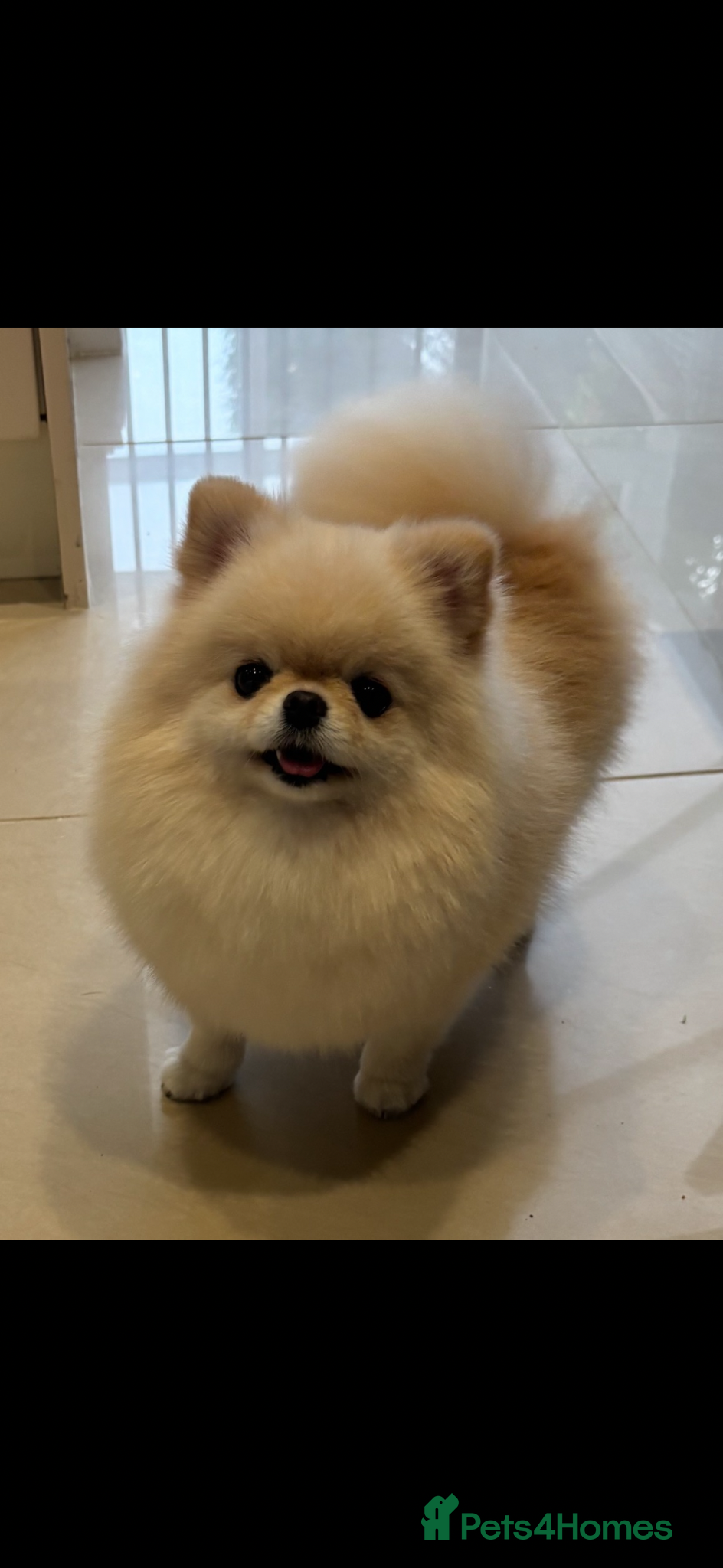 Pomeranian dogs 💙CUTEST💙XS🧸POMERANIAN💙BOY FOR SALE💙 - Advert 2