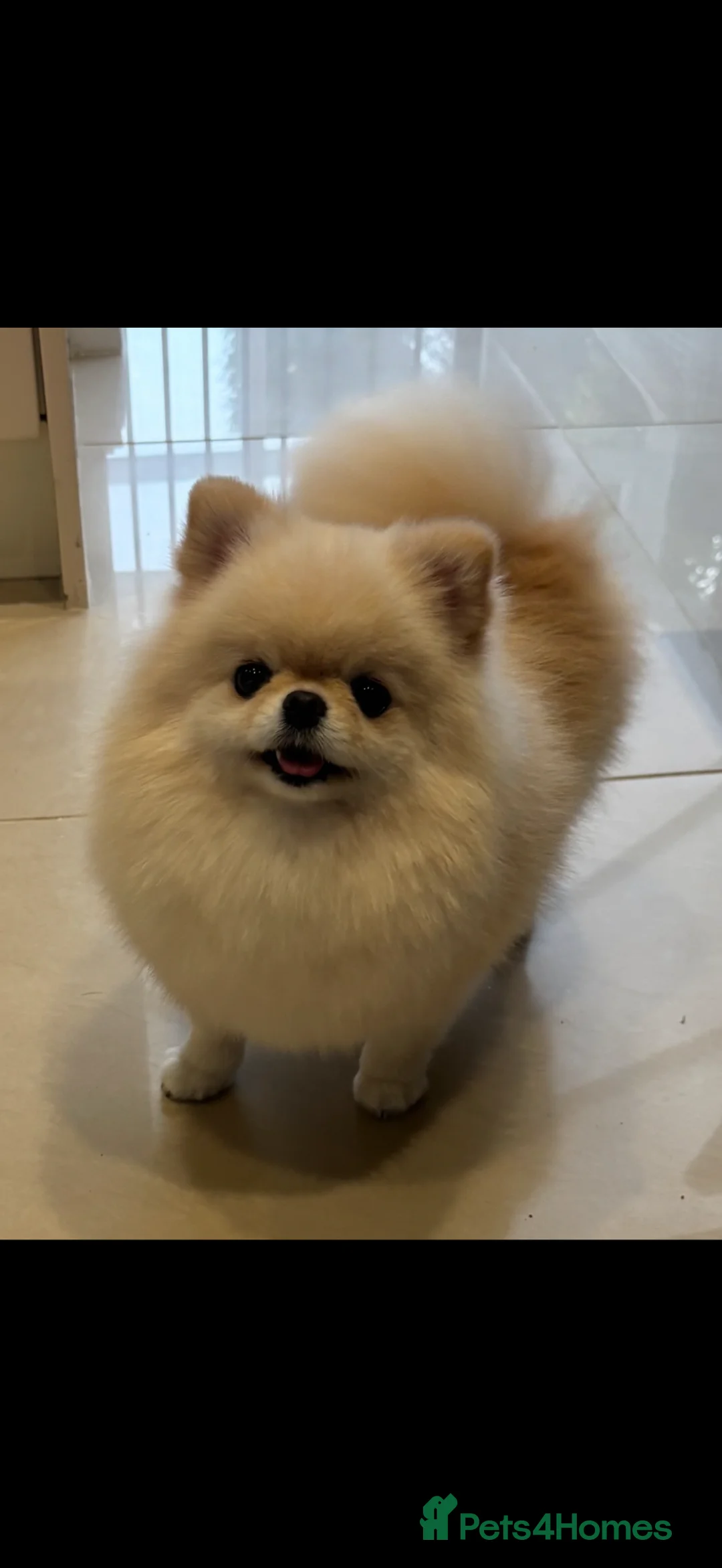Pomeranian dogs for sale: 💙CUTEST💙 ** 🧸POMERANIAN💙BOY FOR SALE💙 - Advert 2